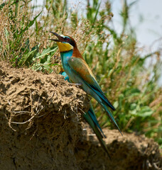 European bee-eater calling on cliff