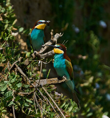 Bee-eaters with insect on branch