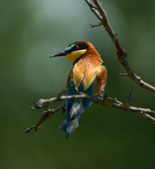 Bee-eater resting on tree branch