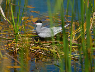 Whiskered tern nesting on lake © Xalanx