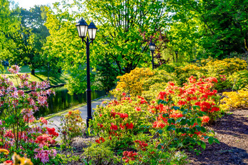Blooming rhododendron bushes and azaleas near the city canal in Riga on an early May day, Latvia....