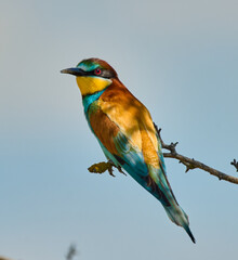 Bee-eater perched on branch in sunlight