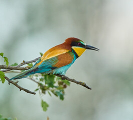 Bee-eater resting on tree branch