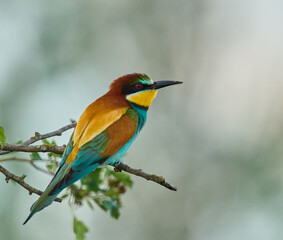 Bee-eater resting on tree branch