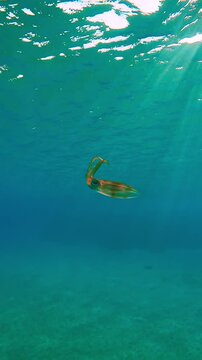 Vertical footage, Baby Tiger calamari swims in turquoise water under bright sun rays shining in sunlight, Baklit, Slow motion of Bigfin reef squid or Oval squid, Sepioteuthis lessoniana in sunny day