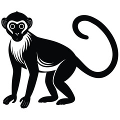 Fototapeta premium vervet monkey vector