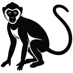 Obraz premium vervet monkey vector