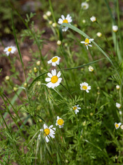 Chamomile flowers on the meadow