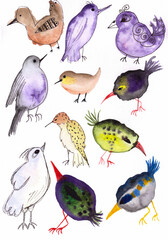 watercolor fancy birds on white background, hand painted illustration, multicolored elements