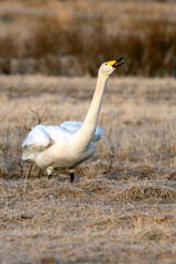 Whooper Swan on a cold steppe in northern Finland in the last light of the evening