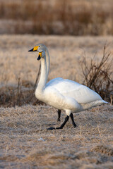 Male and female Whooper Swans performing courtship display on a frosty morning in Northern Finland.