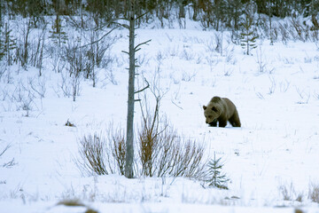 A male grizzly bear roaming around his territory in northern Finland on a very cold and snowy...