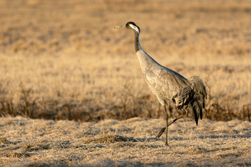 Common crane in a steppe in northern Finland, in the last light of the evening