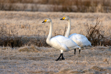 Male and female Whooper Swans performing courtship display on a frosty morning in Northern Finland.