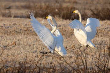 Male and female Whooper Swans performing courtship display on a frosty morning in Northern Finland.