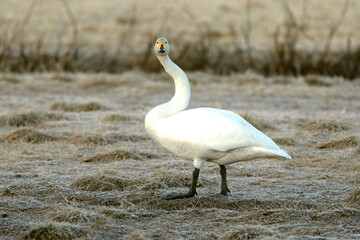Whooper Swan on a cold steppe in northern Finland in the last light of the evening