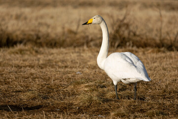Whooper Swan on a cold steppe in northern Finland in the last light of the evening
