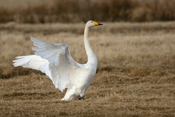 Whooper Swan on a cold steppe in northern Finland in the last light of the evening