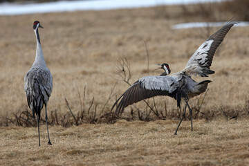 Male and female Common cranes performing mating dances on a cold morning in Northern Finland