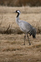 Common crane in a steppe in northern Finland, in the last light of the evening