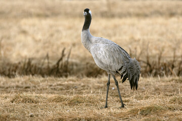 Fototapeta premium Common crane in a steppe in northern Finland, in the last light of the evening