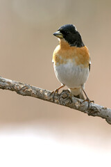 Male Brambling in a birch forest in the last light of the evening