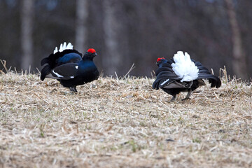 Two male black grouse challenging each other on their lek during the mating season at first light.
