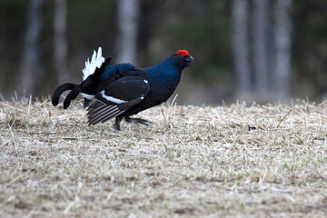Adult male Black grouse at his lek performing his mating dance and waiting for females to arrive at the lek at first light on a very cold day.