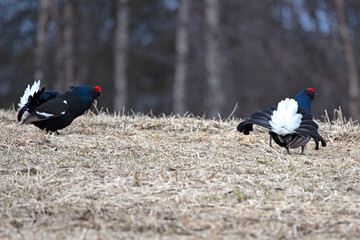 Two male black grouse challenging each other on their lek during the mating season at first light.