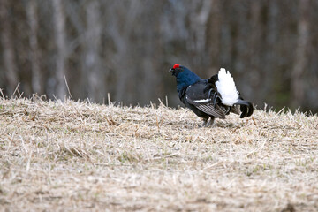 Adult male Black grouse at his lek performing his mating dance and waiting for females to arrive at the lek at first light on a very cold day.