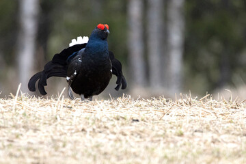 Adult male Black grouse at his lek performing his mating dance and waiting for females to arrive at the lek at first light on a very cold day.
