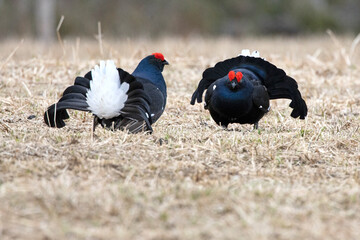 Two male black grouse challenging each other on their lek during the mating season at first light.