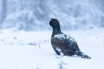Male Capercaillie at his lek on a day with heavy snowfall at first light of sunrise in a northern birch and pine forest trying to attract females with his mating dance.