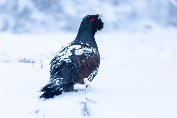 Male Capercaillie at his lek on a day with heavy snowfall at first light of sunrise in a northern birch and pine forest trying to attract females with his mating dance.