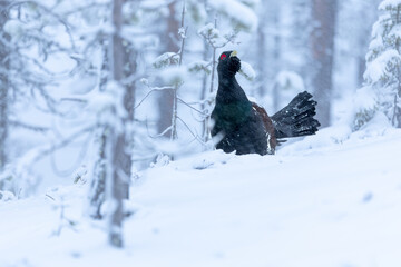 Adult male Capercaillie under heavy snowfall in his Lek area performing his mating dance and...