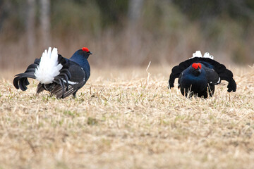 Two male black grouse challenging each other on their lek during the mating season at first light.