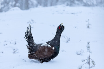 Male Capercaillie at his lek on a day with heavy snowfall at first light of sunrise in a northern...
