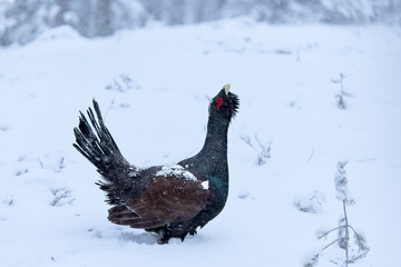 Male Capercaillie at his lek on a day with heavy snowfall at first light of sunrise in a northern...