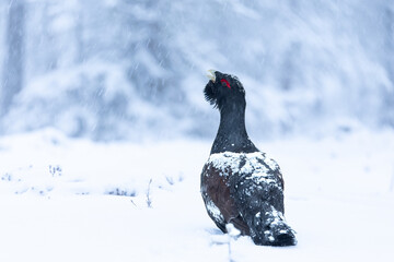 Male Capercaillie at his lek on a day with heavy snowfall at first light of sunrise in a northern birch and pine forest trying to attract females with his mating dance.