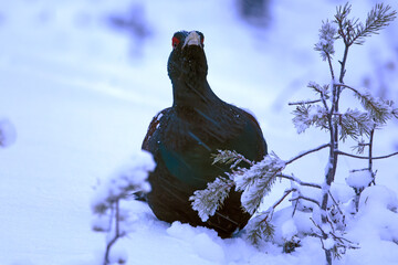 Male Capercaillie at his lek on a day with heavy snowfall at first light of sunrise in a northern...
