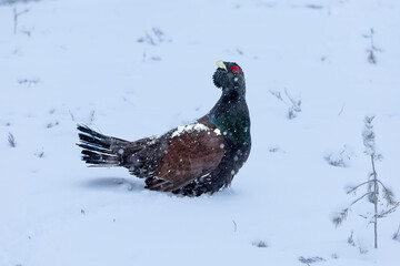 Adult male Capercaillie under heavy snowfall in his Lek area performing his mating dance and...