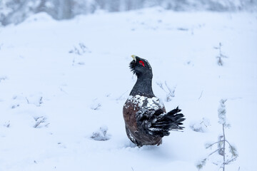 Male Capercaillie at his lek on a day with heavy snowfall at first light of sunrise in a northern...