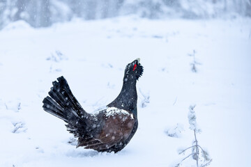 Male Capercaillie at his lek on a day with heavy snowfall at first light of sunrise in a northern birch and pine forest trying to attract females with his mating dance.