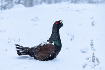 Male Capercaillie at his lek on a day with heavy snowfall at first light of sunrise in a northern birch and pine forest trying to attract females with his mating dance.