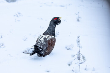 Male Capercaillie at his lek on a day with heavy snowfall at first light of sunrise in a northern...