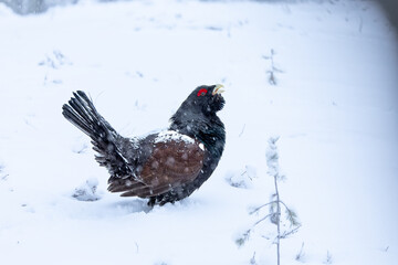Adult male Capercaillie under heavy snowfall in his Lek area performing his mating dance and waiting for females to arrive at the same time.