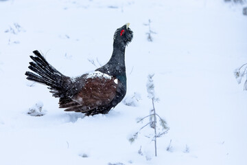 Male Capercaillie at his lek on a day with heavy snowfall at first light of sunrise in a northern...