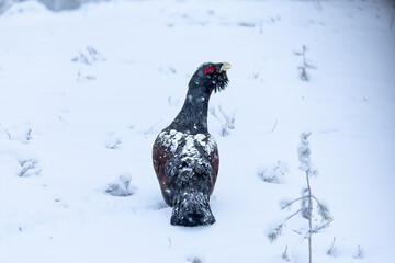 Male Capercaillie at his lek on a day with heavy snowfall at first light of sunrise in a northern...