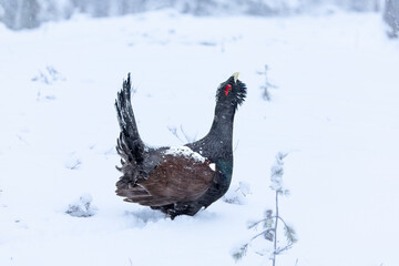 Male Capercaillie at his lek on a day with heavy snowfall at first light of sunrise in a northern birch and pine forest trying to attract females with his mating dance.