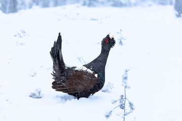 Adult male Capercaillie under heavy snowfall in his Lek area performing his mating dance and...